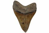 Fossil Megalodon Tooth - South Carolina #310024-1